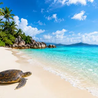 Sea turtle on a tropical Seychelles beach