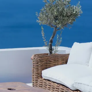Olive tree and woven sofa against a deep-blue wall