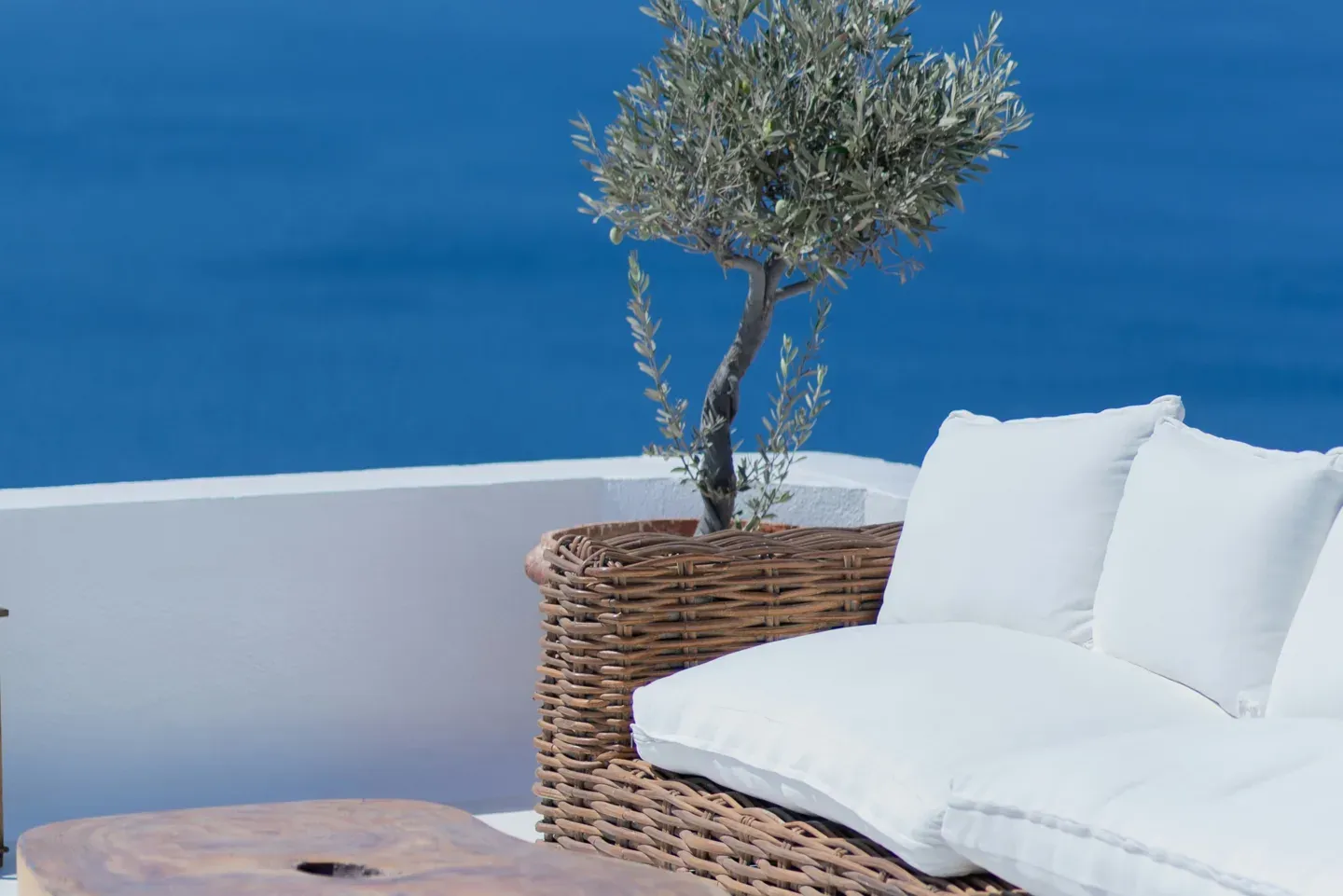 Olive tree and woven sofa against a deep-blue wall