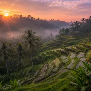 Misty rolling tea plantation at dawn