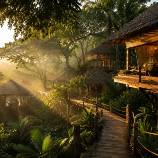 Treehouse cabin in a sunlit rainforest canopy