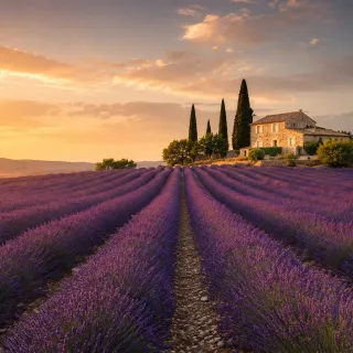 Provence lavender rows with a cypress tree at golden hour