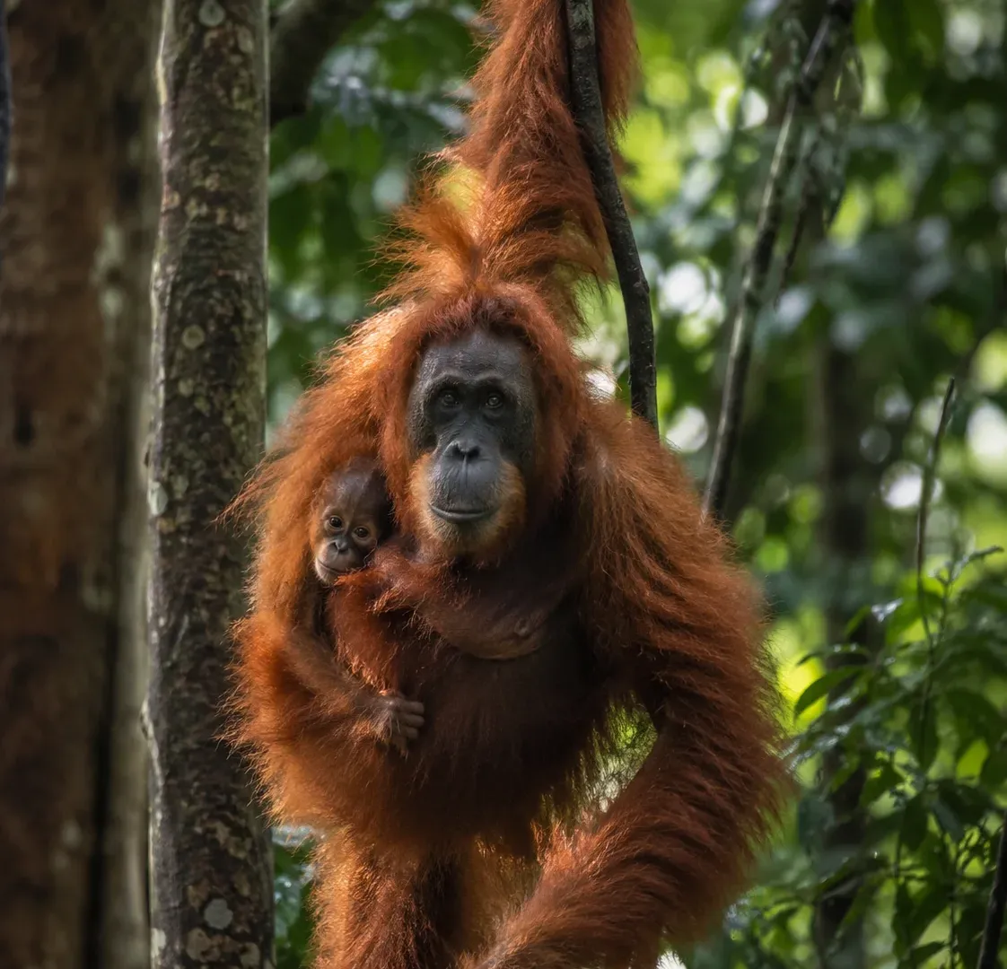 Orangutans in the rainforest of Sabah