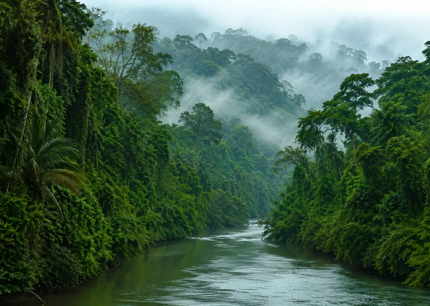 Mist drifting over a tropical rainforest river at dawn