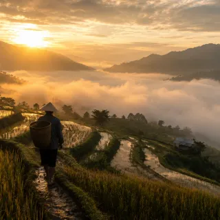 Figure walking through golden vineyard rows at sunset